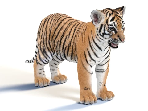 Game-Ready Tiger Cub 3D Model