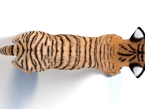 Game-Ready Tiger Cub 3D Model
