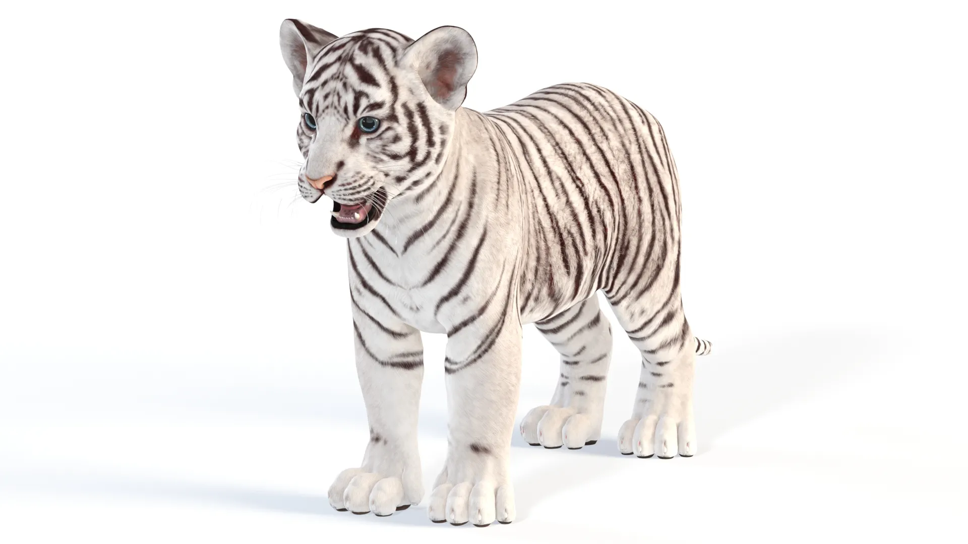 White Tiger Cub - Game Ready 3D Model .c4d .max .obj .3ds .fbx .stl .blend 