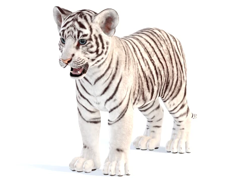 White Tiger Cub - Game Ready 3D Model