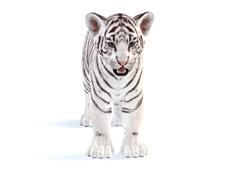 White Tiger Cub - Game Ready 3D Model