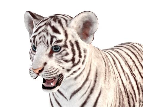 White Tiger Cub - Game Ready 3D Model