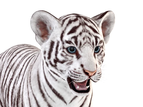 White Tiger Cub - Game Ready 3D Model