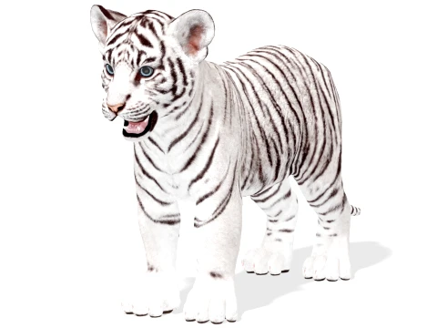 White Tiger Cub - Game Ready 3D Model