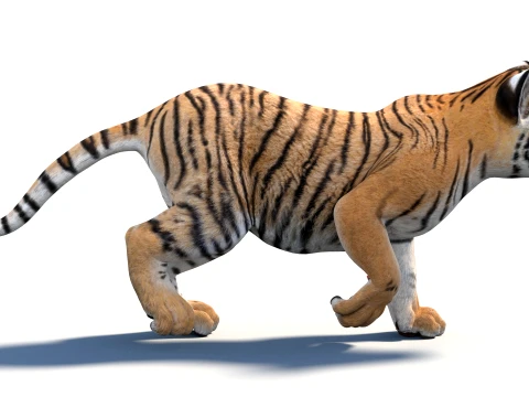 Rigged Tiger Cub - Game-Ready 3D Model