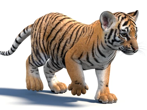 Rigged Tiger Cub - Game-Ready 3D Model