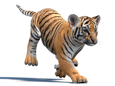 Rigged Tiger Cub - Game-Ready 3D Model