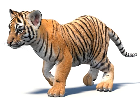 Rigged Tiger Cub - Game-Ready 3D Model