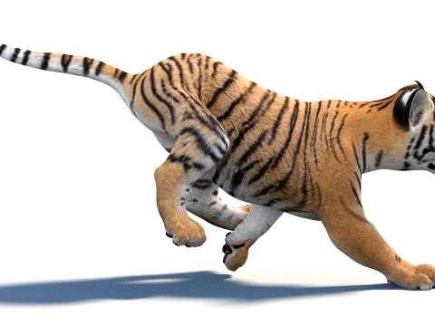 Rigged Tiger Cub - Game-Ready 3D Model