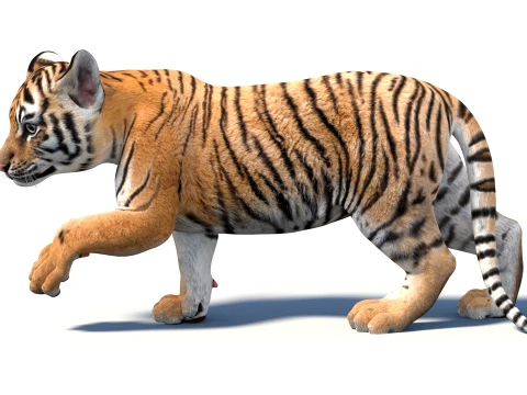 Rigged Tiger Cub - Game-Ready 3D Model