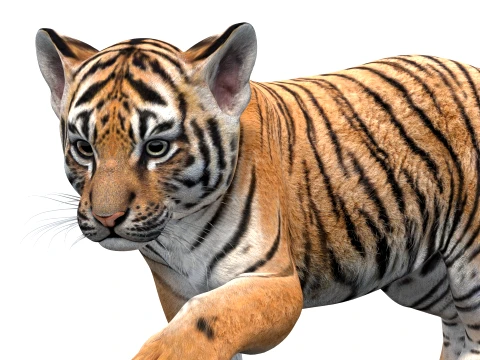 Rigged Tiger Cub - Game-Ready 3D Model