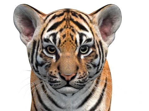 Rigged Tiger Cub - Game-Ready 3D Model
