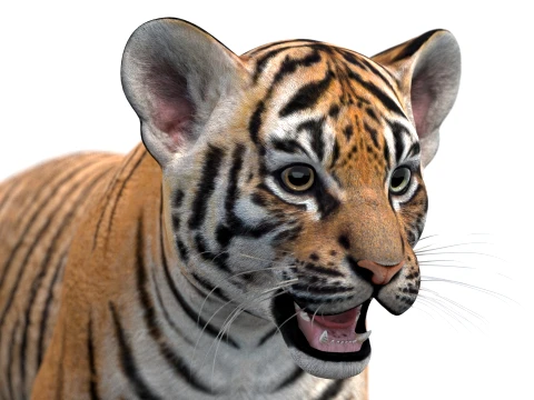 Rigged Tiger Cub - Game-Ready 3D Model