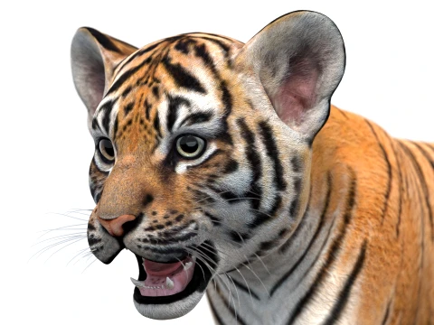 Rigged Tiger Cub - Game-Ready 3D Model