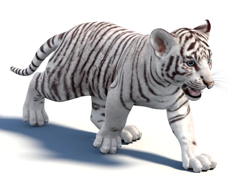 Rigged White Tiger Cub - Game-Ready 3D Model
