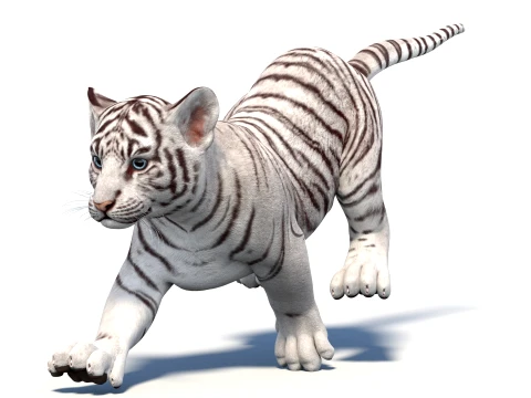 Rigged White Tiger Cub - Game-Ready 3D Model