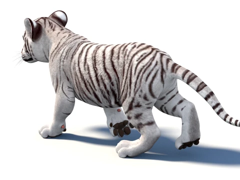 Rigged White Tiger Cub - Game-Ready 3D Model