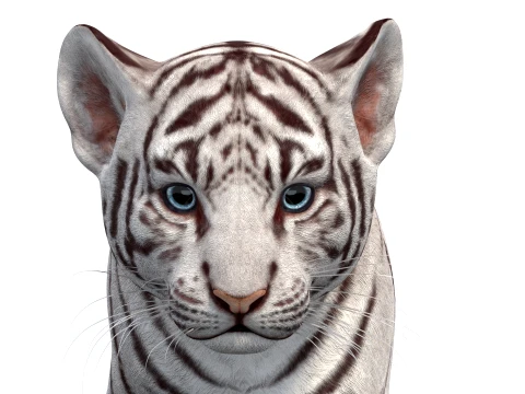 Rigged White Tiger Cub - Game-Ready 3D Model