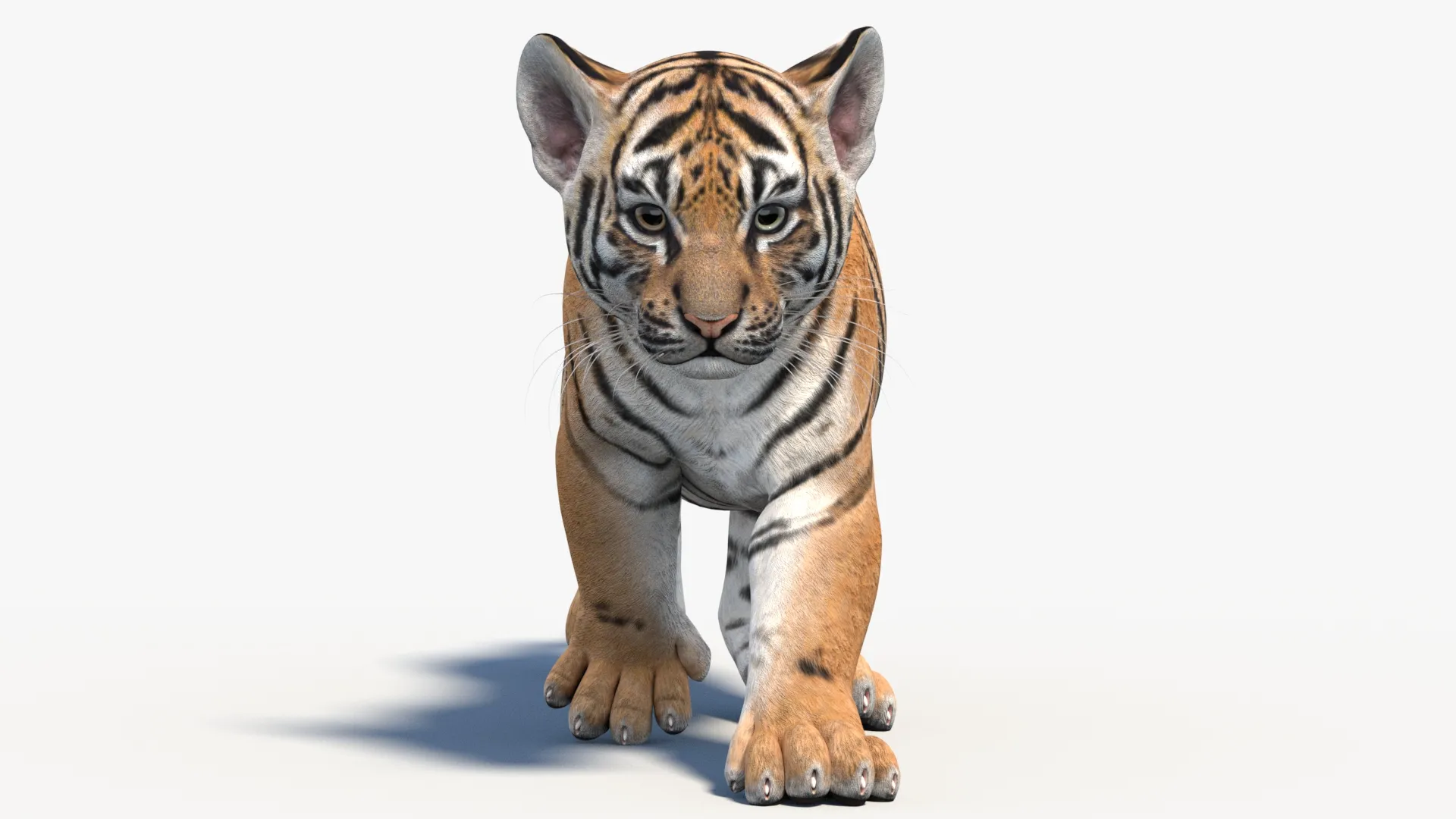 Animated Tiger Cub - Game-Ready 3D Model .c4d .max .obj .3ds .fbx .stl .blend 