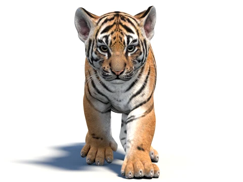 Animated Tiger Cub - Game-Ready 3D Model