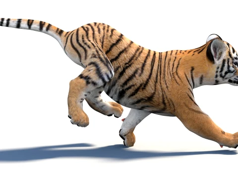 Animated Tiger Cub - Game-Ready 3D Model