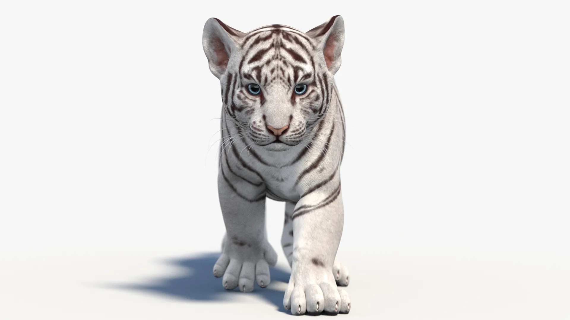 Animated White Tiger Cub - Game-Ready 3D Model .c4d .max .obj .3ds .fbx .stl .blend 