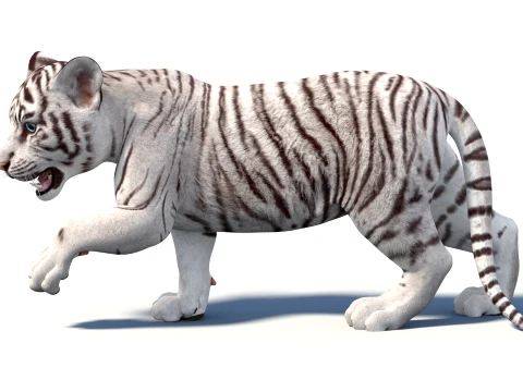 Animated White Tiger Cub - Game-Ready 3D Model