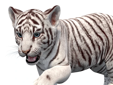 Animated White Tiger Cub - Game-Ready 3D Model