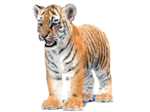 Tiger Cub - Hair and Fur 3D Model