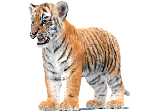 Tiger Cub - Hair and Fur 3D Model