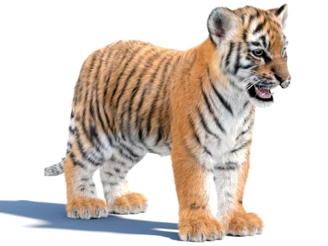 Tiger Cub - Hair and Fur 3D Model