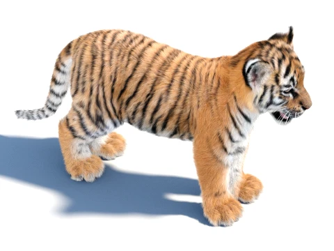 Tiger Cub - Hair and Fur 3D Model