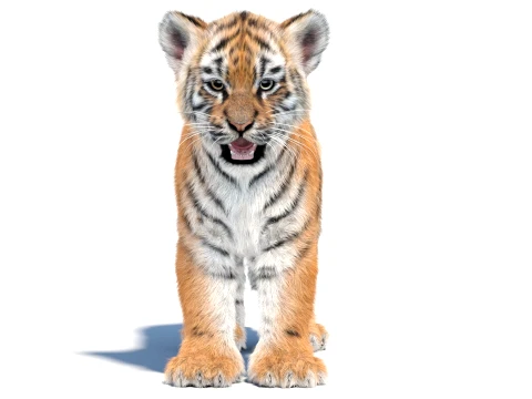 Tiger Cub - Hair and Fur 3D Model