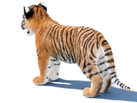Tiger Cub - Hair and Fur 3D Model
