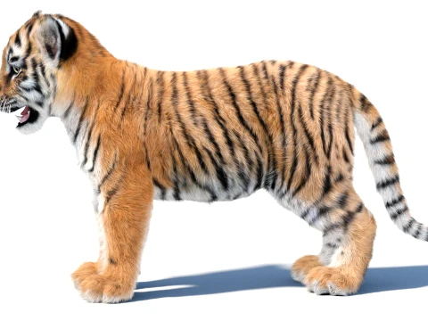 Tiger Cub - Hair and Fur 3D Model