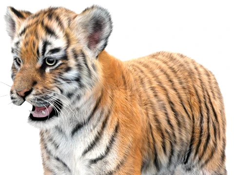 Tiger Cub - Hair and Fur 3D Model