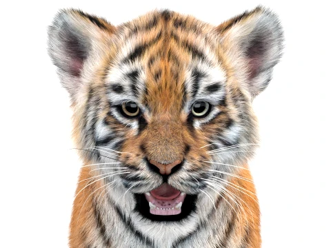 Tiger Cub - Hair and Fur 3D Model