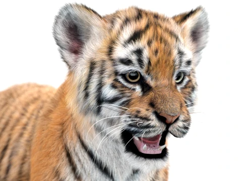Tiger Cub - Hair and Fur 3D Model