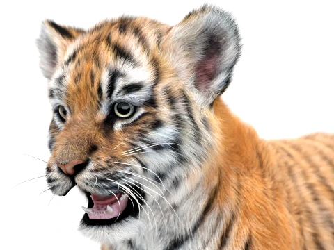 Tiger Cub - Hair and Fur 3D Model