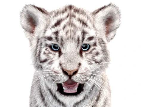 White Tiger Cub - Hair and Fur 3D Model