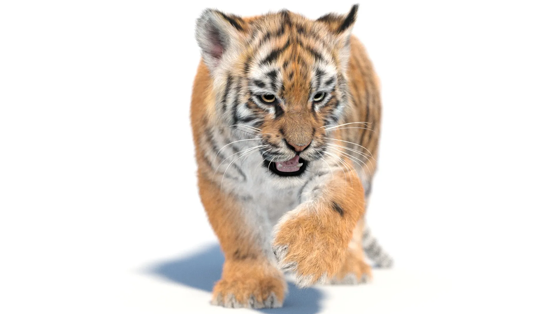 Rigged Tiger Cub - Hair and Fur 3D Model .c4d .max .obj .3ds .fbx .stl .blend 