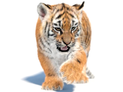 Rigged Tiger Cub - Hair and Fur 3D Model