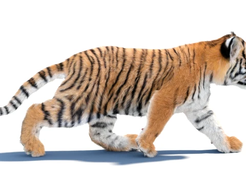 Rigged Tiger Cub - Hair and Fur 3D Model
