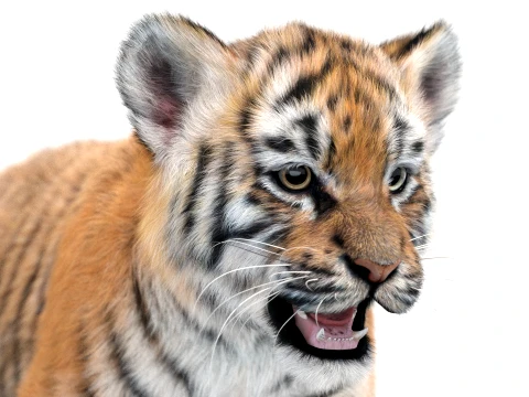 Rigged Tiger Cub - Hair and Fur 3D Model