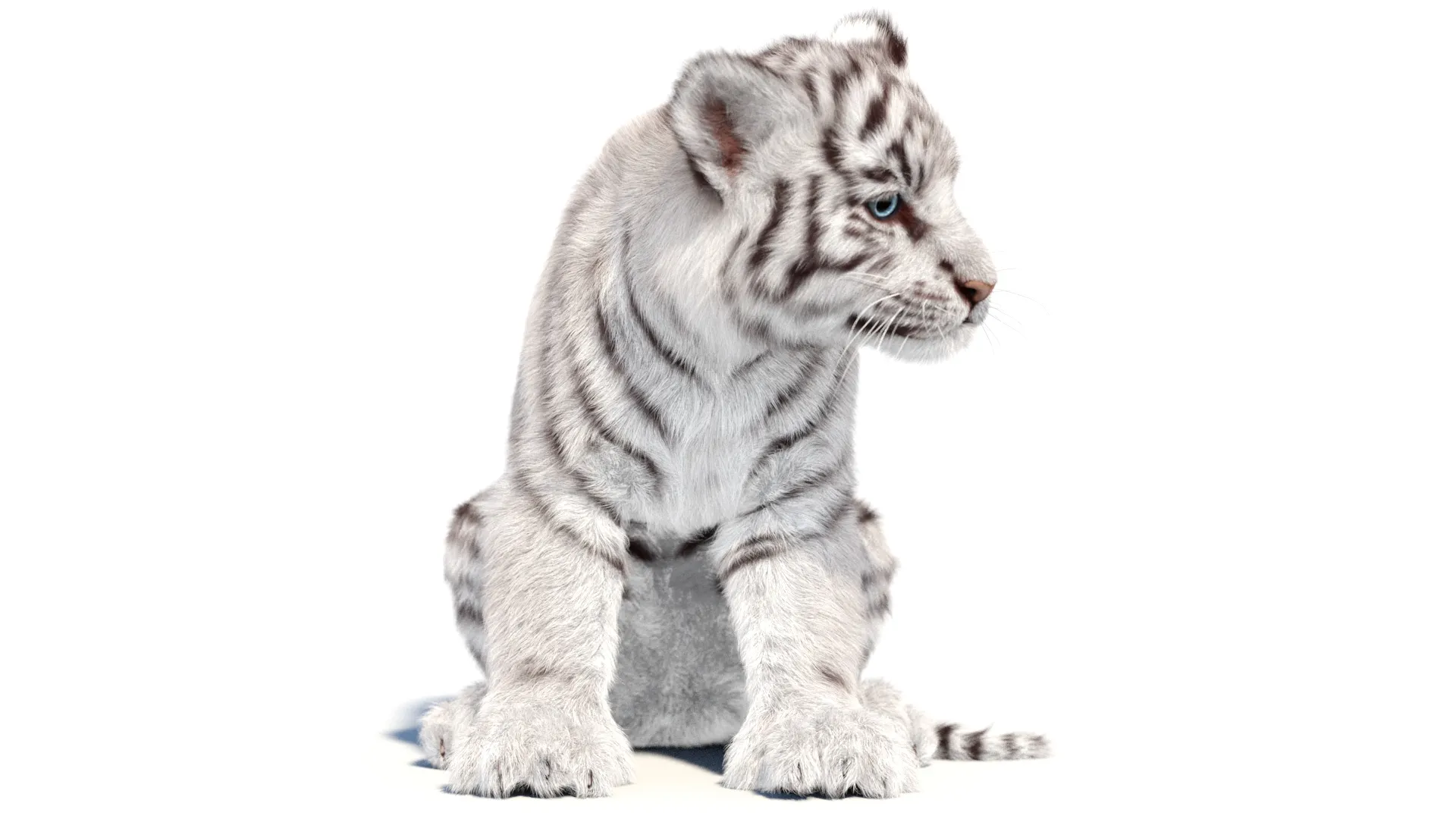 Rigged White Tiger Cub - Hair and Fur 3D Model .c4d .max .obj .3ds .fbx .stl .blend