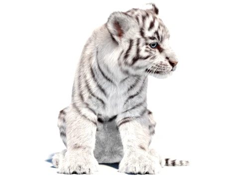 Rigged White Tiger Cub - Hair and Fur 3D Model