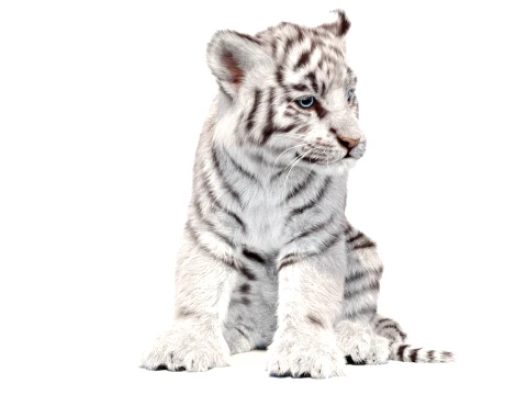 Rigged White Tiger Cub - Hair and Fur 3D Model