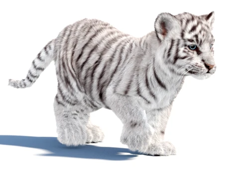 Rigged White Tiger Cub - Hair and Fur 3D Model