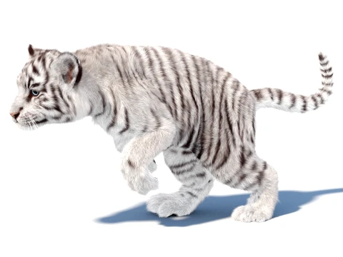 Rigged White Tiger Cub - Hair and Fur 3D Model