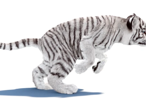 Rigged White Tiger Cub - Hair and Fur 3D Model